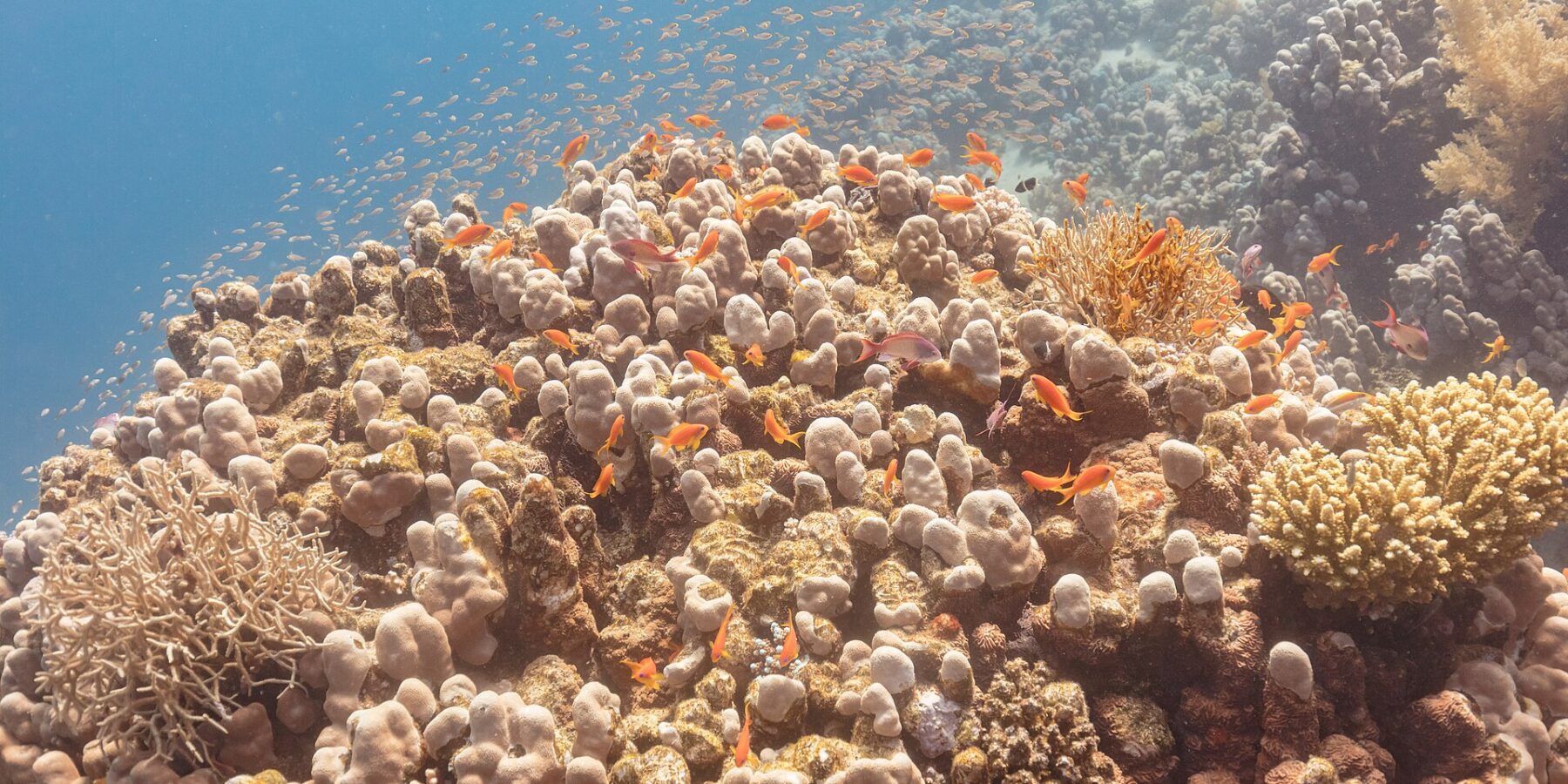 Tiotals orange anthias och några violetta hanar cirklar ovanför ett korallblock, med ett moln av små fiskar i det blå bakom dem