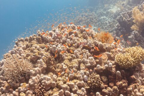 Tiotals orange anthias och några violetta hanar cirklar ovanför ett korallblock, med ett moln av små fiskar i det blå bakom dem