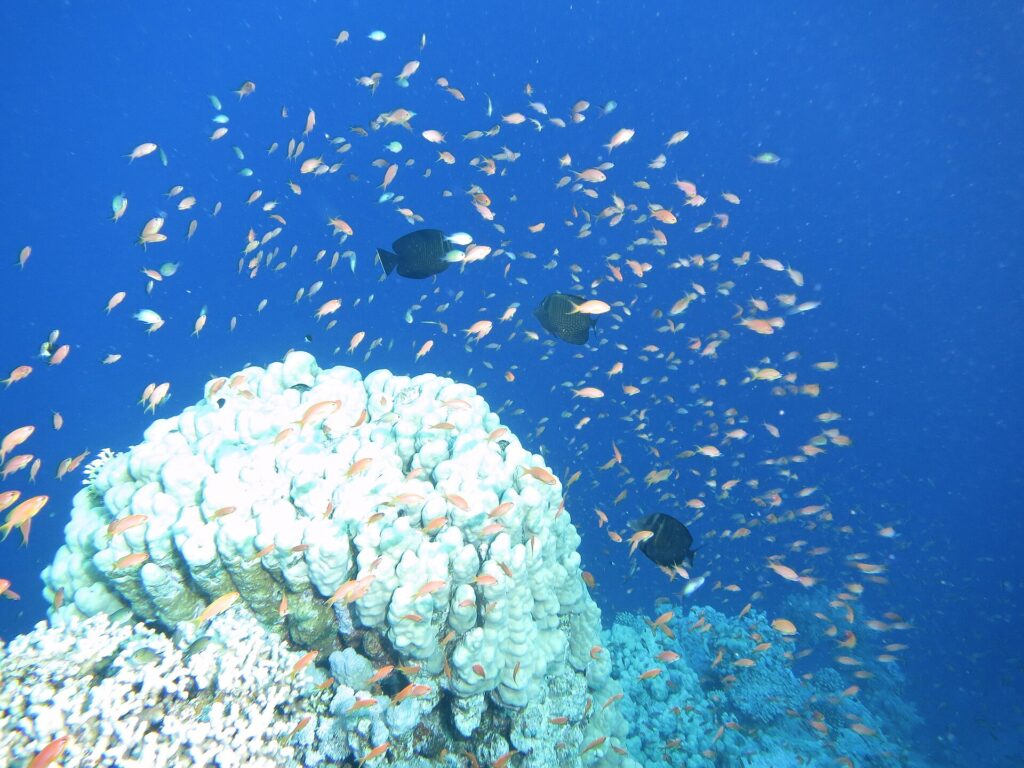 Ett moln av hundratals orange anthias i det blå, ovanför ett vitt korallblock, med tre mörka fiskar mitt i stimmet