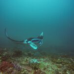 En mantarocka svänger ovanför ett rev, med ena vingen lyft och munnen öppen, i blågrönt vatten vid Manta Bay, Nusa Penida