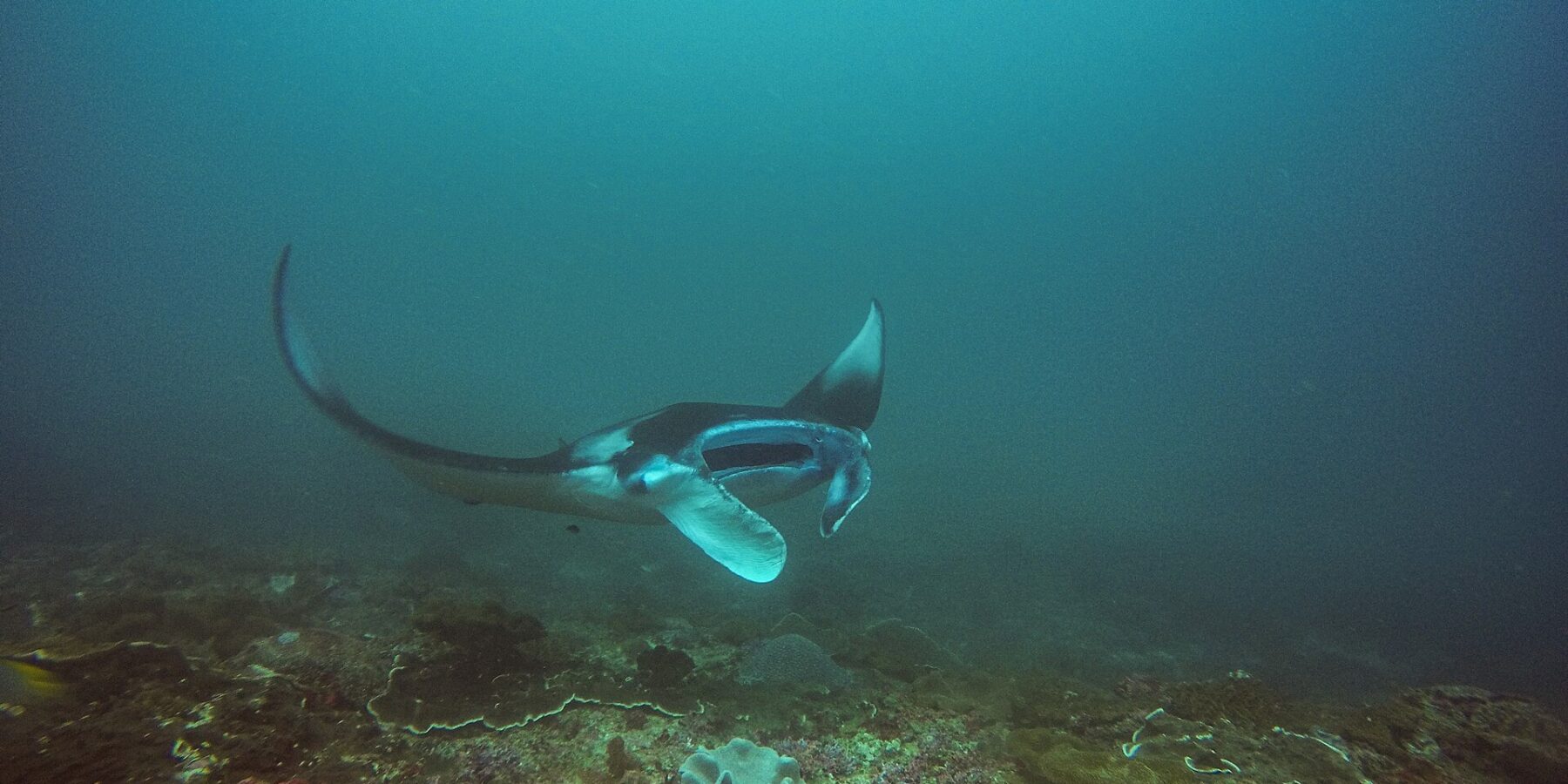 En mantarocka svänger ovanför ett rev, med ena vingen lyft och munnen öppen, i blågrönt vatten vid Manta Bay, Nusa Penida