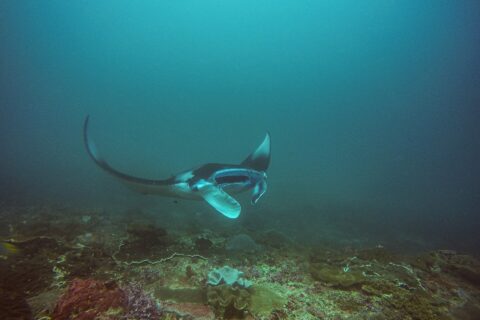 En mantarocka svänger ovanför ett rev, med ena vingen lyft och munnen öppen, i blågrönt vatten vid Manta Bay, Nusa Penida