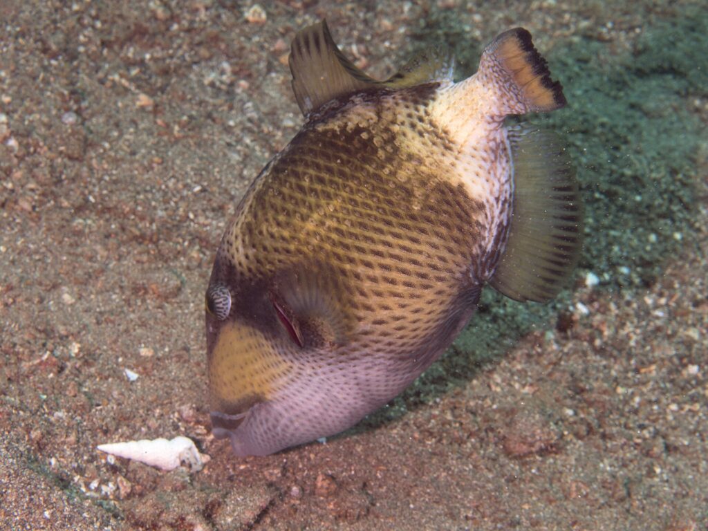 En ung titantryckarfisk med nosen mot sanden nära ett snäckskal, den beige kroppen prickad med mörka fläckar i ett nätmönster, en brun mask över ögat och en blekrosa kind