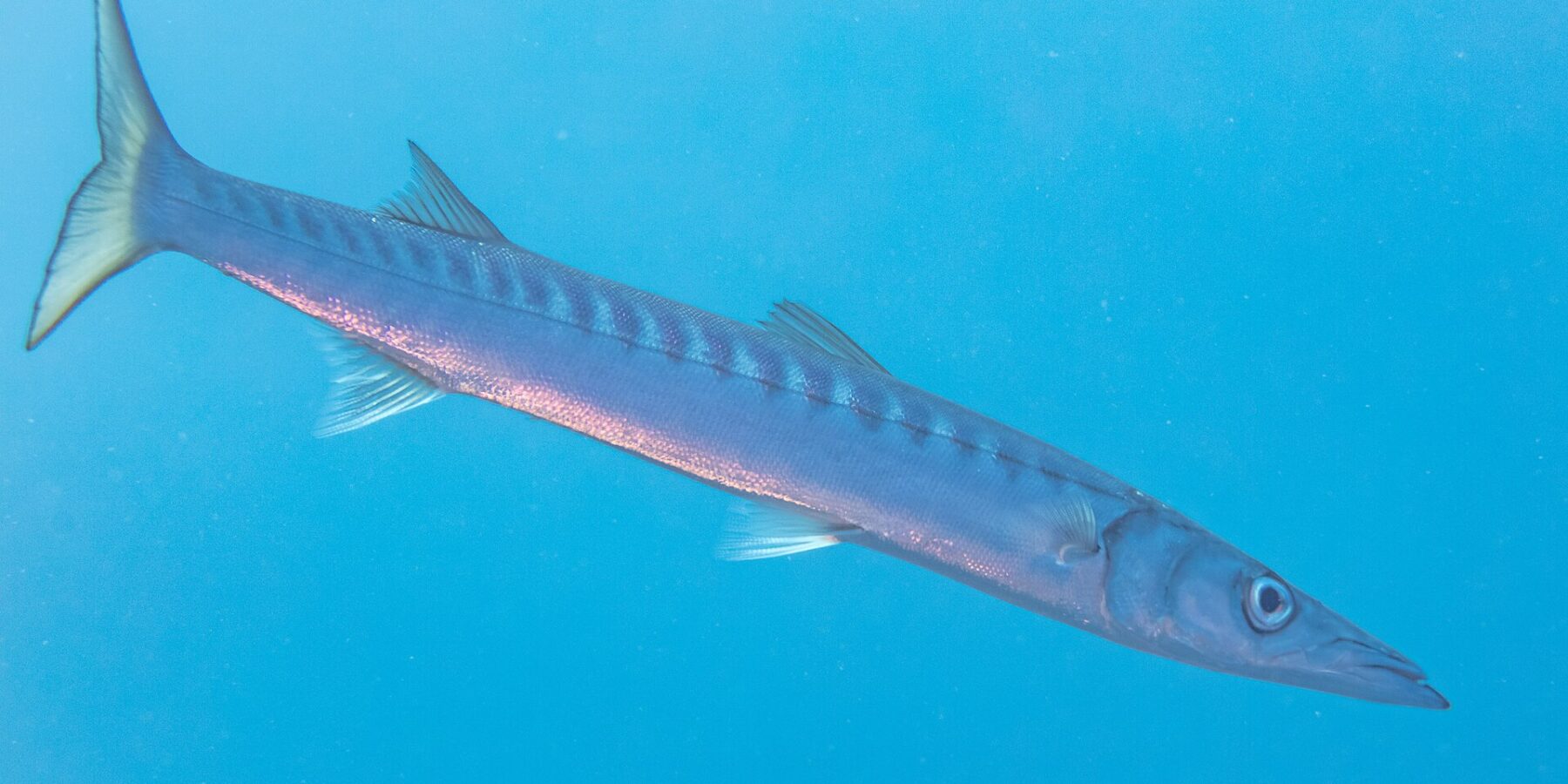 En gulmunnad barracuda simmar diagonalt i öppet blått vatten, med huvudet nere till höger: lång, strömlinjeformad kropp, konisk och spetsig nos med framskjutande underkäke, två väl åtskilda ryggfenor, många mörka band på övre delen av sidorna och gulaktig kluven stjärt.