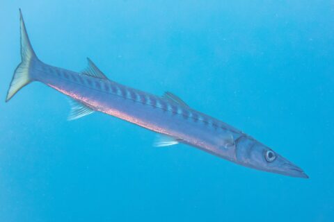 En gulmunnad barracuda simmar diagonalt i öppet blått vatten, med huvudet nere till höger: lång, strömlinjeformad kropp, konisk och spetsig nos med framskjutande underkäke, två väl åtskilda ryggfenor, många mörka band på övre delen av sidorna och gulaktig kluven stjärt.