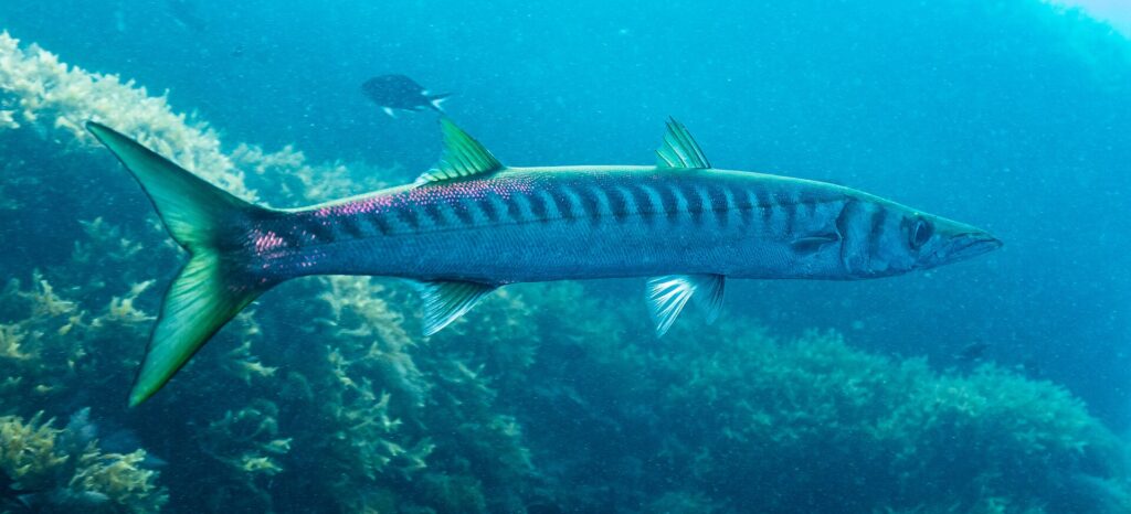 En gulmunnad barracuda i profil, med huvudet åt höger, framför alger: lång och smal kropp, två väl åtskilda ryggfenor, stjärt och fenor med gulgrön ton, och en tät rad mörka band som går från ryggen ner till mitten av sidorna.