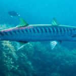 En gulmunnad barracuda i profil, med huvudet åt höger, framför alger: lång och smal kropp, två väl åtskilda ryggfenor, stjärt och fenor med gulgrön ton, och en tät rad mörka band som går från ryggen ner till mitten av sidorna.