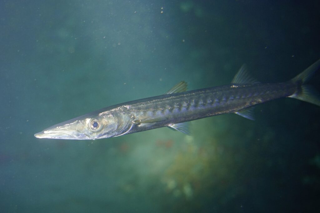 En gulmunnad barracuda på nära håll, med huvudet åt vänster, i grönt vatten: lång och spetsig nos, framskjutande underkäke, stort öga och silvrig kropp med mörka tvärband på sidorna.