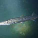 En gulmunnad barracuda på nära håll, med huvudet åt vänster, i grönt vatten: lång och spetsig nos, framskjutande underkäke, stort öga och silvrig kropp med mörka tvärband på sidorna.