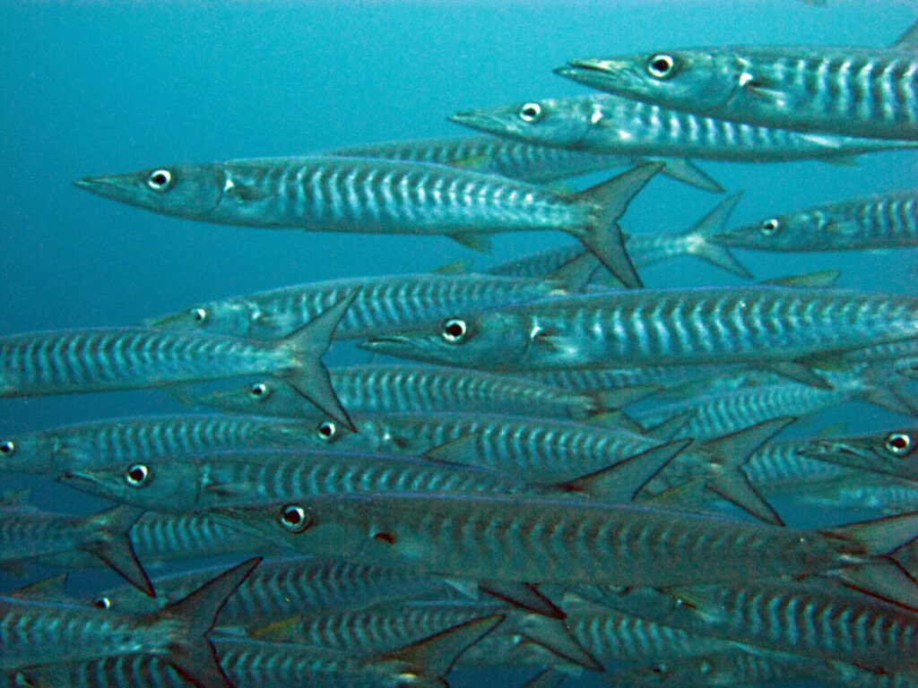 Ett tätt stim silvriga barracudor med mörka chevronmönster på flankerna, som simmar åt vänster och fyller bilden mot blått vatten.