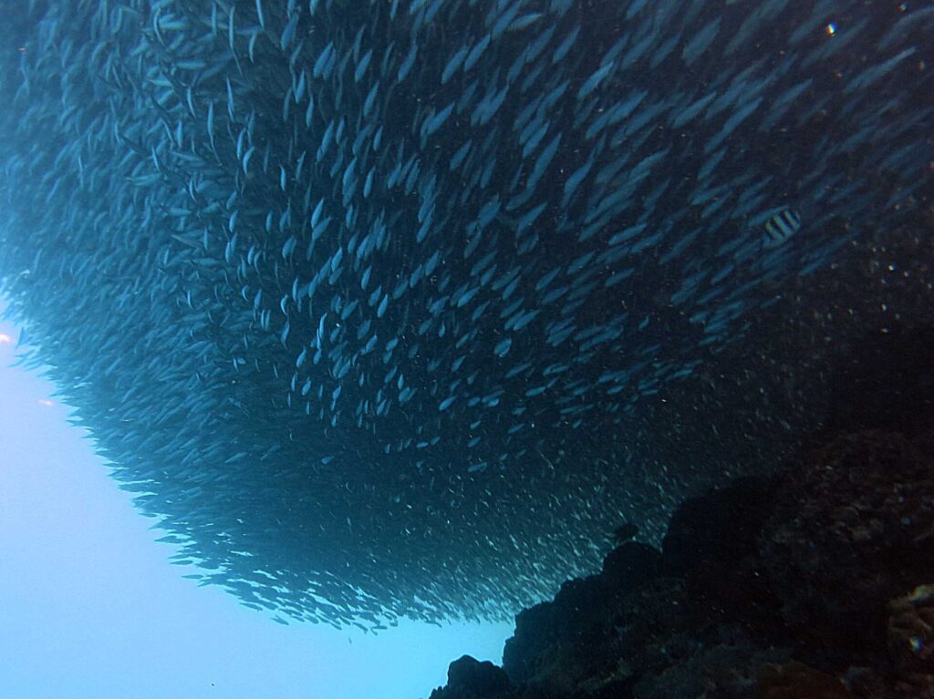 Sett underifrån har ett sardinstim dragit ihop sig till en kompakt massa ovanför det mörka revet, med en randig sergeantfisk till höger och det ljusblå öppna havet nere till vänster.