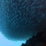 Sett underifrån har ett sardinstim dragit ihop sig till en kompakt massa ovanför det mörka revet, med en randig sergeantfisk till höger och det ljusblå öppna havet nere till vänster.