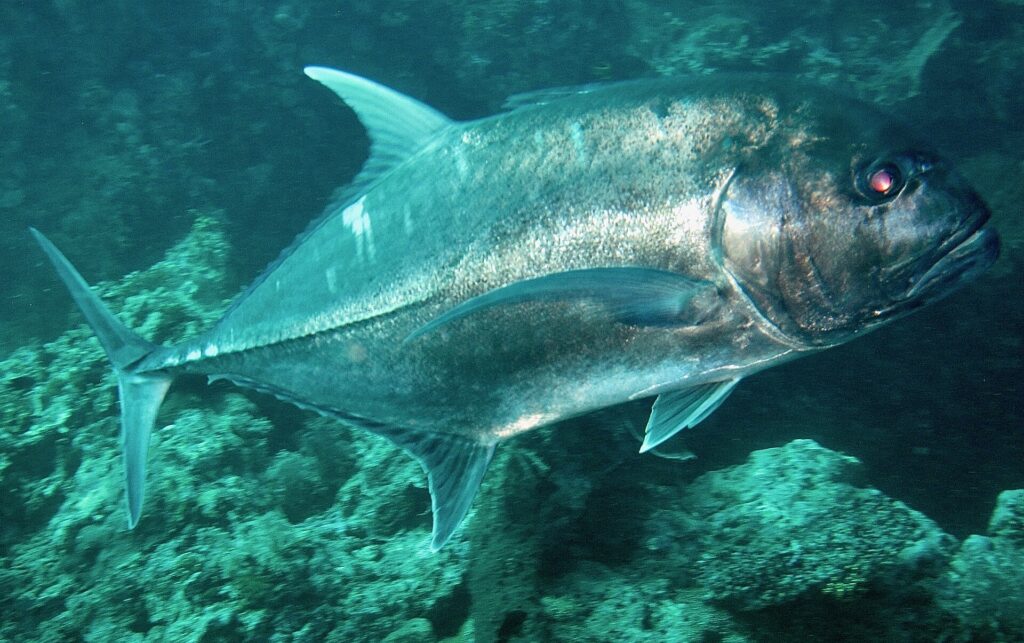 En silverglänsande jättetaggmakrill sedd från sidan, ovanför en grönaktig klippbotten, fotograferad på Bali