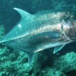 En silverglänsande jättetaggmakrill sedd från sidan, ovanför en grönaktig klippbotten, fotograferad på Bali