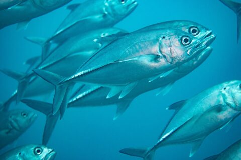 Ett stim silvriga storögda taggmakrillar i det blå, på nära håll: i mitten visar en fisk i profil sitt mycket stora öga, den lilla svarta fläcken högst upp på gällocket och raden av tjocka fjäll på bakre delen av sidan