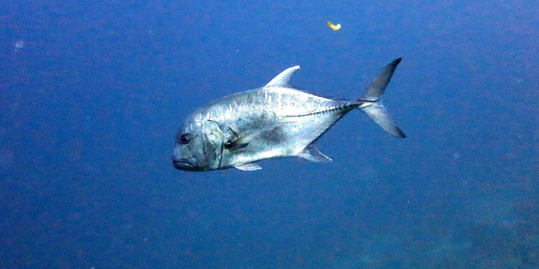 En jättetaggmakrill i profil i det blå, med huvudet åt vänster: en brant och välvd panna, en silvrig kropp med små mörka prickar och raden av tjocka fjäll som löper längs bakre delen av sidan fram till den kluvna stjärten