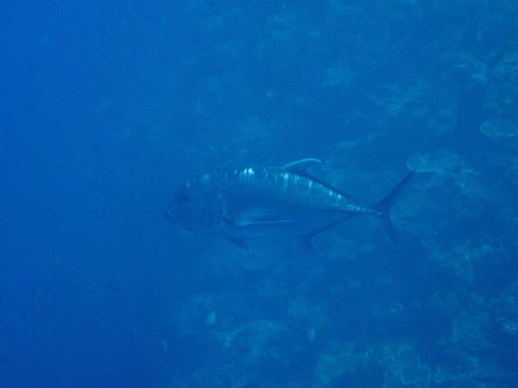 En mörkgrå jättetaggmakrill i profil, med huvudet åt vänster, simmar längs en korallvägg i blått vatten, med den branta pannan och raden av tjocka fjäll på bakre delen av sidan väl synliga