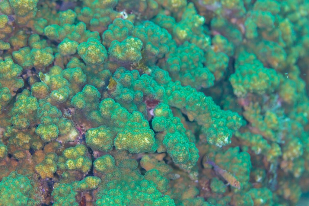 Närbild av grenar av grön och brun Pocillopora-korall, med tätt sittande polyper, på revet vid Cabo Pulmo
