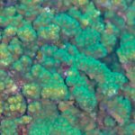 Närbild av grenar av grön och brun Pocillopora-korall, med tätt sittande polyper, på revet vid Cabo Pulmo