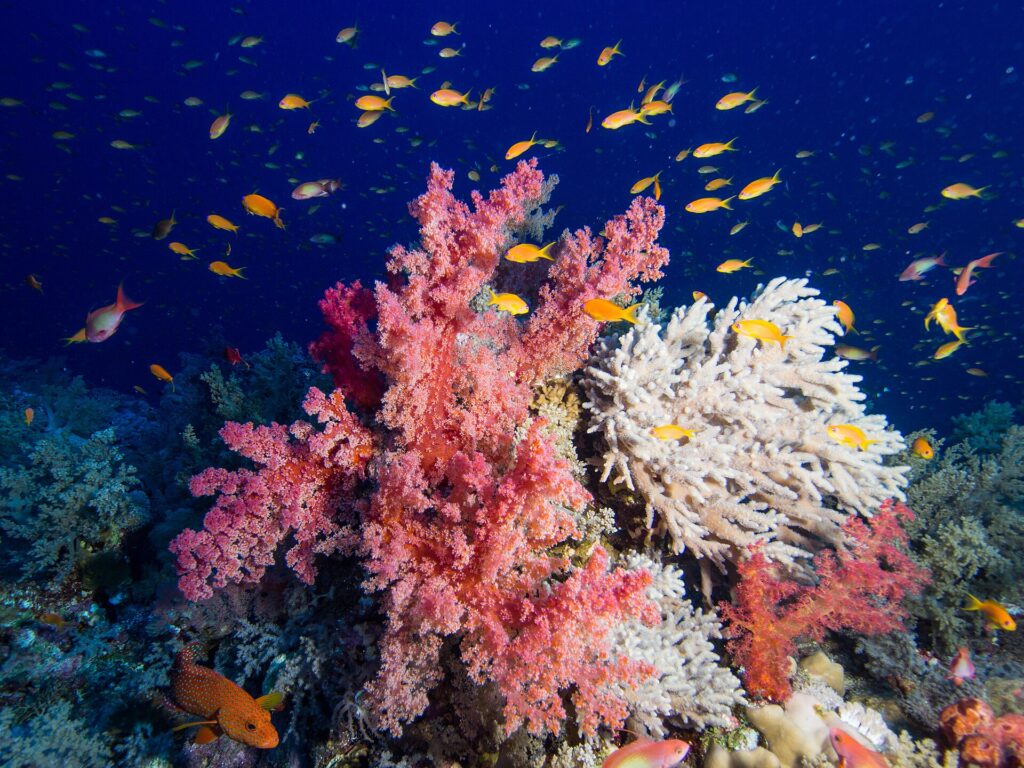 Rosa mjukkoraller och en vit grenig korall täckta av orange anthias, med en röd zackerabborre med blå prickar nere till vänster