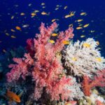 Rosa mjukkoraller och en vit grenig korall täckta av orange anthias, med en röd zackerabborre med blå prickar nere till vänster