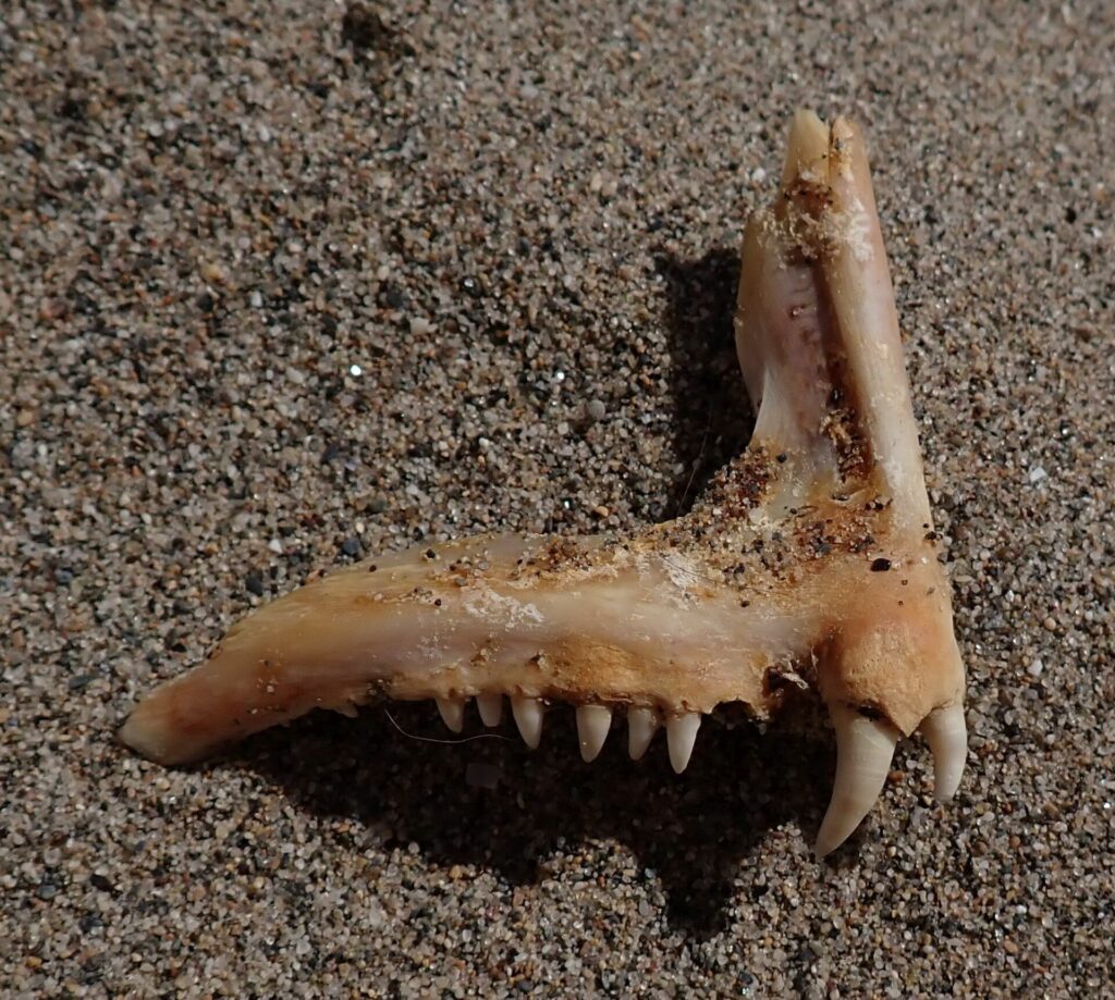 Ett käkben från en tandbraxen på sand: en rad små koniska tänder och, längst fram, två stora vita och böjda hörntänder.