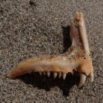 Ett käkben från en tandbraxen på sand: en rad små koniska tänder och, längst fram, två stora vita och böjda hörntänder.