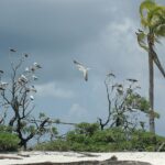 Dussintals sulor, vita med röda fötter eller bruna med vit buk, sitter på kala grenar av buskar vid en vit sandstrand, en av dem i flykten, under en åskhimmel, med en vindböjd kokospalm till höger.