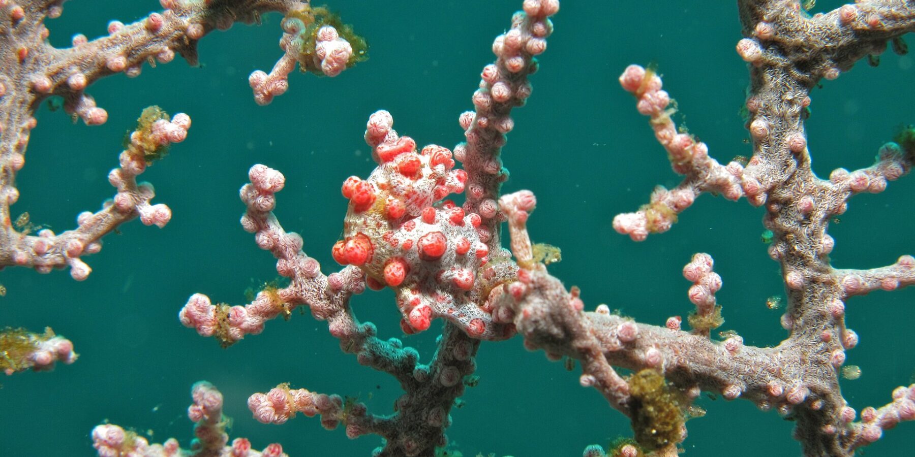 En pygmésjöhäst lindad runt en gren av en rosa gorgonia, med vit kropp täckt av klarröda knölar i samma färg som polyperna, mot smaragdgrönt vatten.