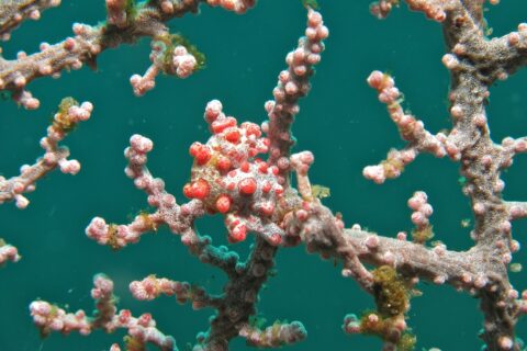 En pygmésjöhäst lindad runt en gren av en rosa gorgonia, med vit kropp täckt av klarröda knölar i samma färg som polyperna, mot smaragdgrönt vatten.