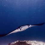 En mantarocka med utfällda huvudfenor och öppen mun simmar mot kameran ovanför ett rev, i grönt planktonrikt vatten vid Manta Point