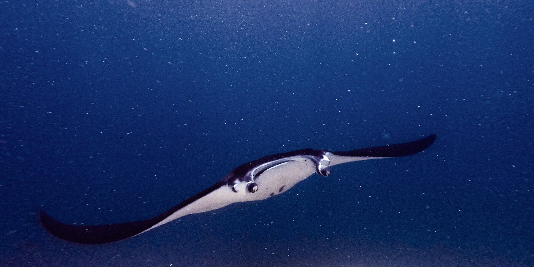 En mantarocka med utfällda huvudfenor och öppen mun simmar mot kameran ovanför ett rev, i grönt planktonrikt vatten vid Manta Point