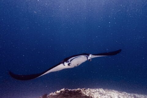 En mantarocka med utfällda huvudfenor och öppen mun simmar mot kameran ovanför ett rev, i grönt planktonrikt vatten vid Manta Point