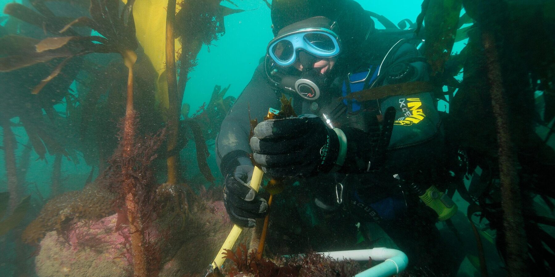 En dykare med gul och svart huva och blå mask mäter stjälken på en tare med linjal, i en ram av vitt rör på en klippa täckt av rosa alger, mitt i en skog av stora tareplantor i grönt vatten.