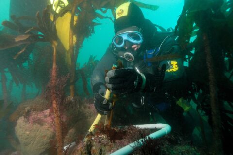 En dykare med gul och svart huva och blå mask mäter stjälken på en tare med linjal, i en ram av vitt rör på en klippa täckt av rosa alger, mitt i en skog av stora tareplantor i grönt vatten.