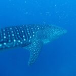 En valhaj sedd snett bakifrån, med randig och vitprickig rygg, simmar i djupblått vatten fullt av plankton