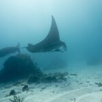 Två revmantor passerar över ett korallblock och en sandbotten, med en vinge uppåt mot ytan, i mjölkigt vatten