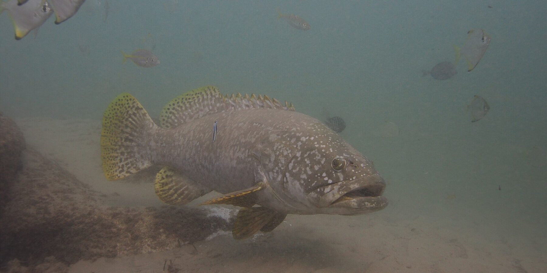 En grå jättezackerabborre med tjocka läppar simmar över sanden i grumligt vatten, med ljusa prickar på huvudet, gula fenor med svarta fläckar och en putsarfisk fäst vid sidan