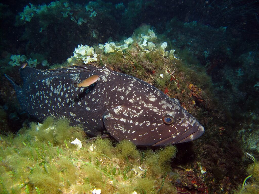 En stor brun zackerabborre med mörk, vitfläckig dräkt ligger mot en klippa täckt av gröna alger och ljusa solfjäderformade alger, med huvudet åt höger och en liten orange fisk som passerar över ryggen.
