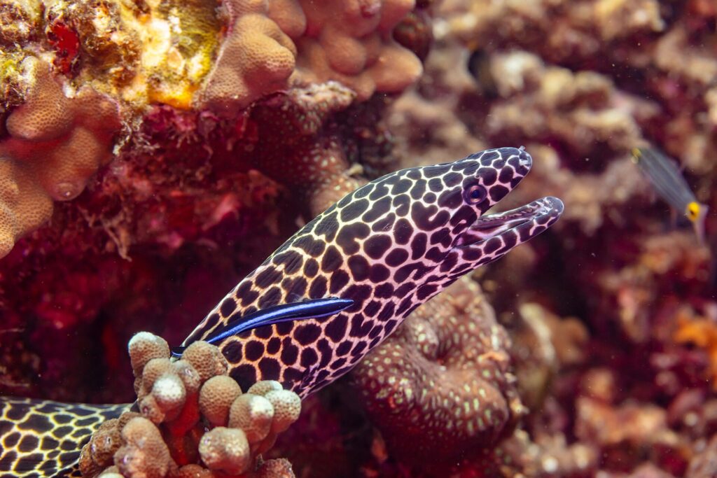 En leopardmuräna med svart- och vitfläckigt huvud och öppet gap, på väg ut ur sitt hål med en blå putsarfisk på sidan, fotograferad i Oman