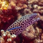 En leopardmuräna med svart- och vitfläckigt huvud och öppet gap, på väg ut ur sitt hål med en blå putsarfisk på sidan, fotograferad i Oman