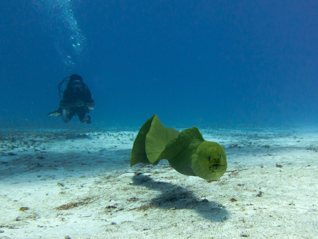En grön muräna simmar i fritt vatten ovanför sanden, med halvöppen käft och en dykare i bakgrunden i det blå, på Cozumel