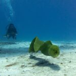 En grön muräna simmar i fritt vatten ovanför sanden, med halvöppen käft och en dykare i bakgrunden i det blå, på Cozumel
