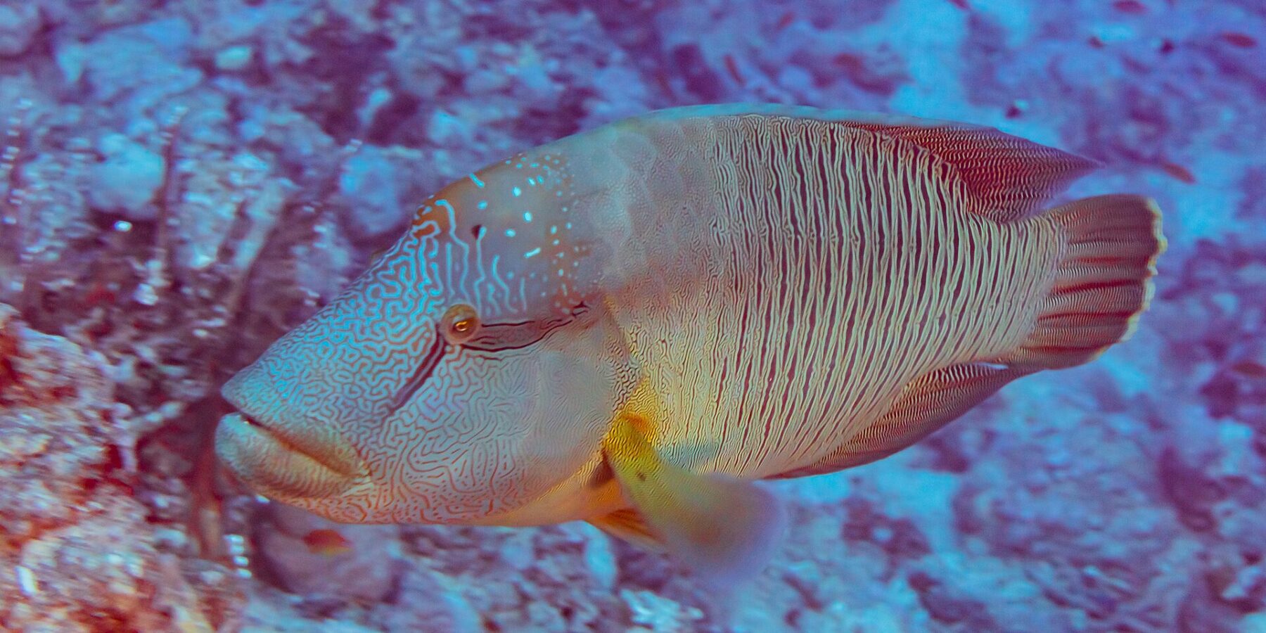 En napoleonfisk från sidan, med huvudet täckt av ett labyrintmönster av linjer och sidorna randade med fina lodräta linjer, framför ett rev