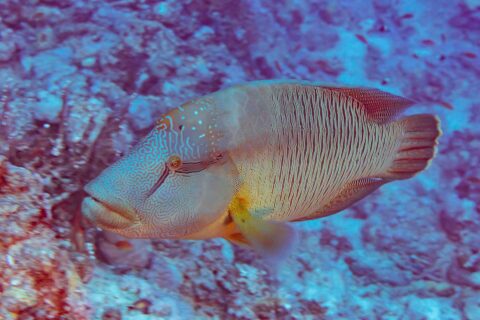 En napoleonfisk från sidan, med huvudet täckt av ett labyrintmönster av linjer och sidorna randade med fina lodräta linjer, framför ett rev