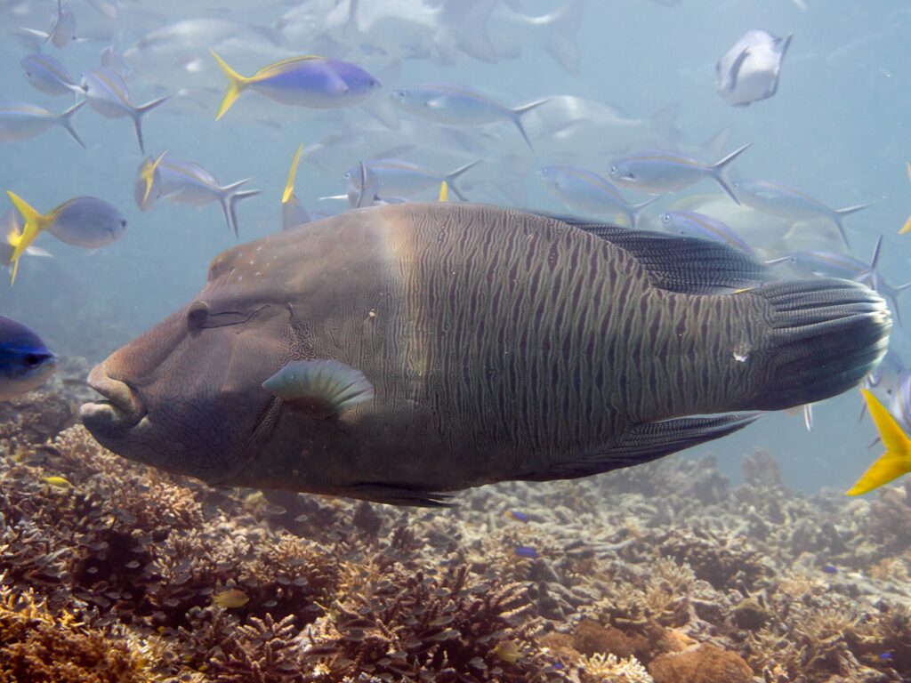 En stor napoleonfisk i profil ovanför revet, med puckeln i pannan och de tjocka läpparna framåt, huvudet marmorerat med ett nät av fina linjer och fusiljärfiskar runt omkring