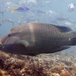 En stor napoleonfisk i profil ovanför revet, med puckeln i pannan och de tjocka läpparna framåt, huvudet marmorerat med ett nät av fina linjer och fusiljärfiskar runt omkring