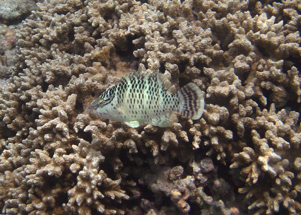 En ung napoleonfisk ovanför en grenig korall, med ljus kropp prickad med rader av mörka punkter, två svarta streck från ögat och en mörk tvärrand över stjärtfenan