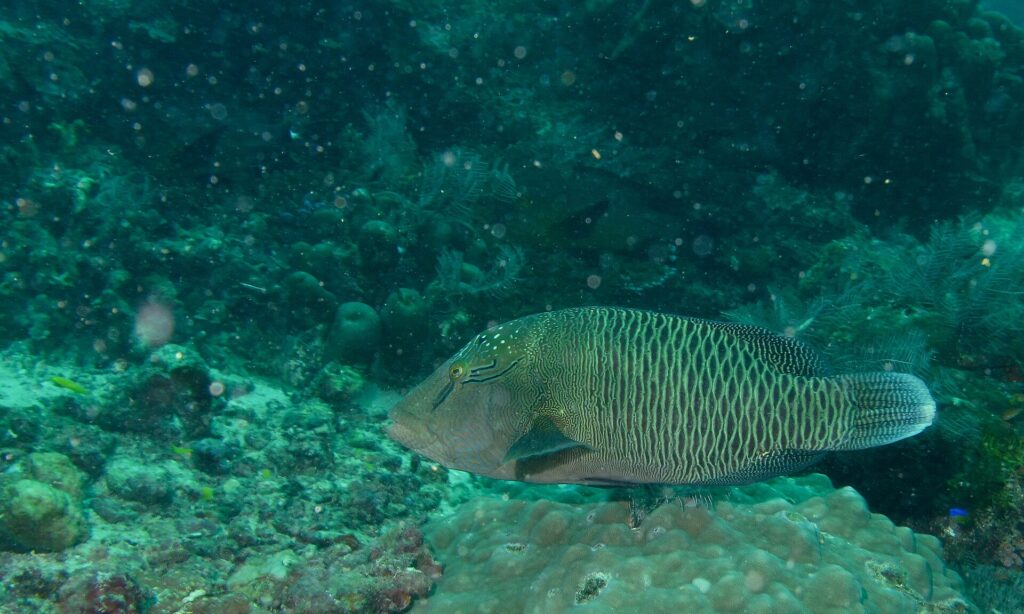 En större ung napoleonfisk ovanför ett korallblock, brungrön, med två svarta streck bakom ögat, pannan ännu utan puckel och sidorna täckta av ett nät av ljusa linjer