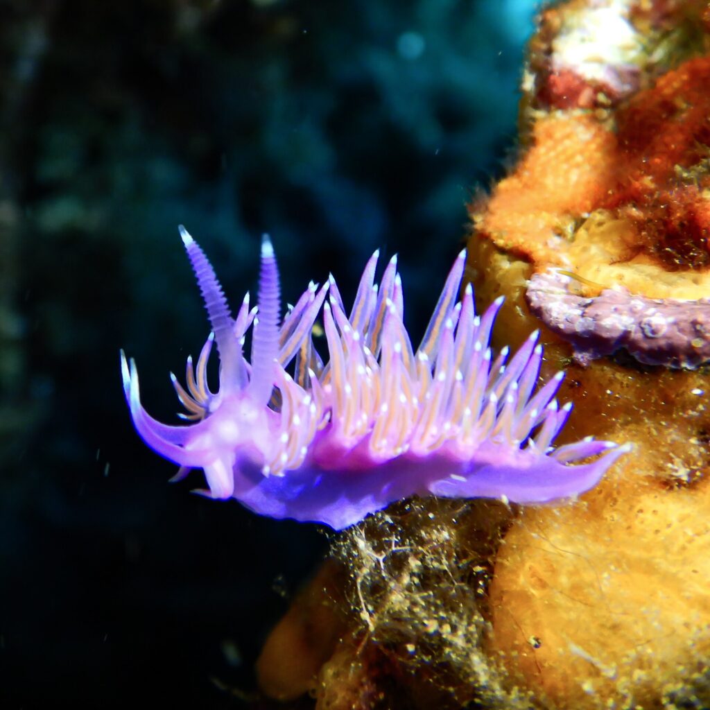 En violett flabellina på ett orange svampdjur, med ryggen full av violetta cerater med orange kärna och vit spets, och två ringade rhinoforer upprätta på huvudet